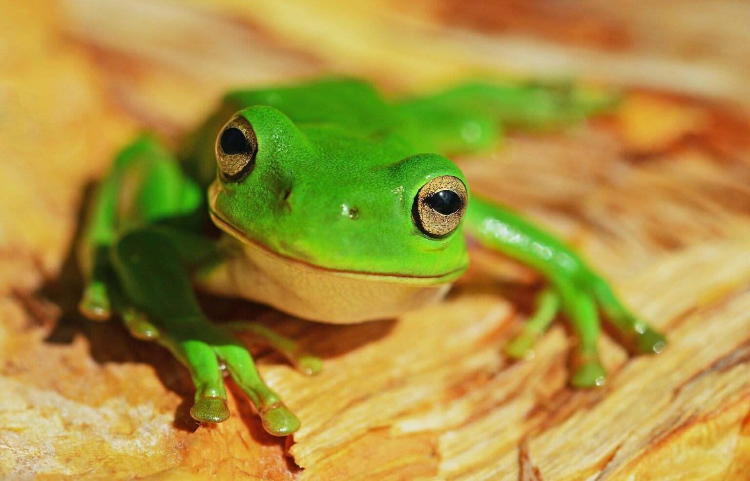 is-animal-testing-bad-for-the-environment-climate-cafes